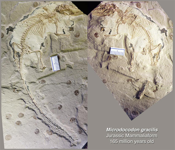 The fossil of Microdocodon gracilis is preserved in two rock slabs, and consists of a main part (left) and a counter part. Image credit: Zhe-Xi Luo.