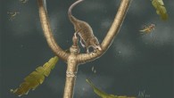 An artist’s reconstruction of Microdocodon gracilis as a nocturnal animal active on a bennettitalean tree of the Jurassic. Image credit: April I. Neander.