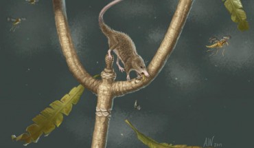 An artist’s reconstruction of Microdocodon gracilis as a nocturnal animal active on a bennettitalean tree of the Jurassic. Image credit: April I. Neander.