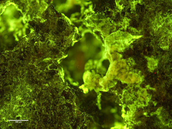 Fluorescence microscopy image of biofilm of Spingomonas desiccabilis -- a Gram-negative, non-spore-forming bacterium, which was isolated from soil crusts in the Colorado plateau -- growing over and into the surface of a basalt slide as part of the BioRock investigation. Organisms are stained with DNA binding dye Sybr Gold. Growth is seen into the rock cavities. Image credit: ESA.