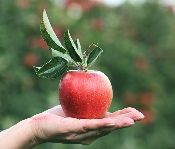 We  consume about 100 million bacterial cells with one apple. Image credit: Pixel2013.