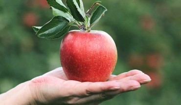 We consume about 100 million bacterial cells with one apple. Image credit: Pixel2013.