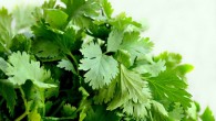 Manville & Abbott uncovered the molecular action that enables cilantro to effectively delay certain seizures common in epilepsy and other diseases. Image credit: Illustrated Cottage.