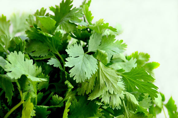 Manville & Abbott uncovered the molecular action that enables cilantro to effectively delay certain seizures common in epilepsy and other diseases. Image credit: Illustrated Cottage.