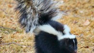 Pericosine A did not cause skin or eye irritation and was highly effective at deodorizing skunk-spray secretions when formulated to include adjunctive cosmetic ingredients. Image credit: Skeeze.