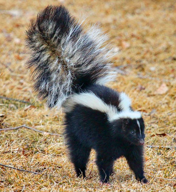 Pericosine A did not cause skin or eye irritation and was highly effective at deodorizing skunk-spray secretions when formulated to include adjunctive cosmetic ingredients. Image credit: Skeeze.