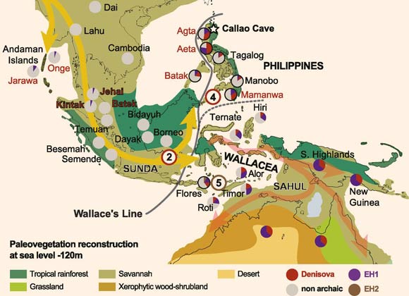 The inferred route of the movement of anatomically modern humans through Island Southeast Asia around 50,000 years ago (yellow and red arrows): modern-day hunter-gatherer populations with genetic data are shown in red, and farming populations are shown in black; the estimated genomic content of EH1 (purple), Denisovan (red), EH2 (brown), and nonarchaic (gray) in modern-day populations is shown in pie charts, as a relative proportion to that seen in Australo-Papuans (full circles); gray all populations containing large amounts of Denisovan genomic content are found east of Wallace’s Line; independent introgression events with Denisovan groups are inferred for both the common ancestor of Australo-Papuan, Philippines, and ISEA populations (red circled 2) and, separately, for the Philippines (red circled 4); the signal for a separate introgression with an unknown hominin on Flores, recorded in genomic data from modern-day populations, remains less secure (brown-circled 5); the precise location of introgression events 2, 4, and 5 currently remains unknown. Image credit: Teixeira & Cooper, doi: 10.1073/pnas.1904824116.