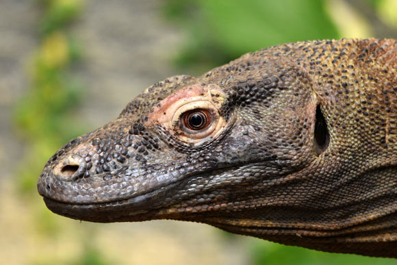 The Komodo dragon (Varanus komodoensis). Image credit: Gary Chambers.