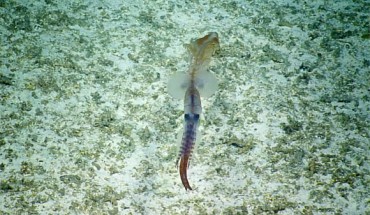 Asperoteuthis mangoldae is known only from the waters off the Hawaiian Islands. Image credit: Ocean Exploration Trust.