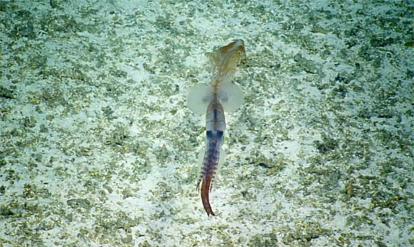 Asperoteuthis mangoldae is known only from the waters off the Hawaiian Islands. Image credit: Ocean Exploration Trust.