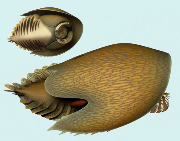 Reconstruction of Cambroraster falcatus. Image credit: Lars Fields / Royal Ontario Museum.