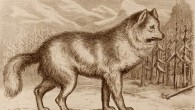 A canid in Cassell’s Natural History. Image credit: Peter Martin Duncan / North Carolina State University / NCSU Libraries.