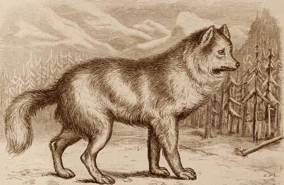 A canid in Cassell’s Natural History. Image credit: Peter Martin Duncan / North Carolina State University / NCSU Libraries.