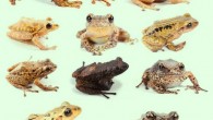 The rain frogs comprise a unique group lacking a tadpole stage of development. Their eggs are laid on land and hatch as tiny froglets. Image credit: BIOWEB-PUCE.
