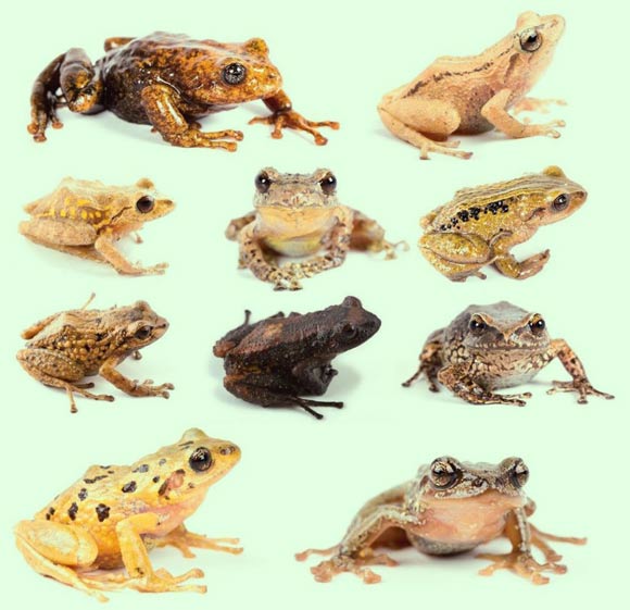 The rain frogs comprise a unique group lacking a tadpole stage of development. Their eggs are laid on land and hatch as tiny froglets. Image credit: BIOWEB-PUCE.