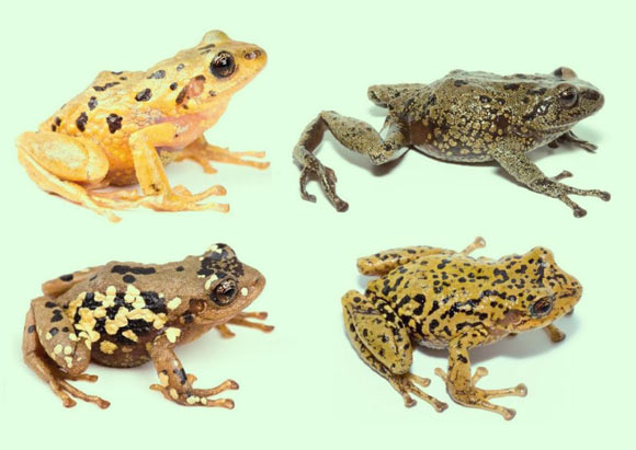 The multicolored rain frog (Pristimantis multicolor). Image credit: BIOWEB-PUCE.
