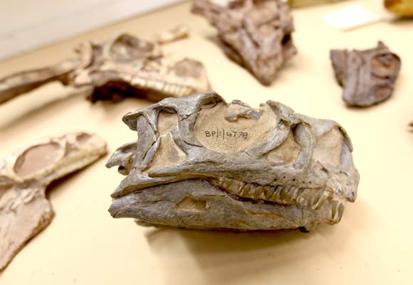 The skull of Ngwevu intloko. Image credit: Kimberley Chapelle.