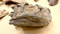 The skull of Ngwevu intloko. Image credit: Kimberley Chapelle.