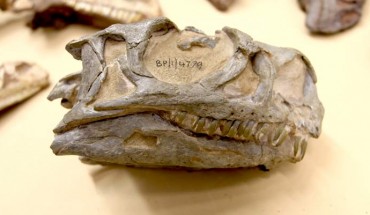 The skull of Ngwevu intloko. Image credit: Kimberley Chapelle.