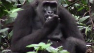 During the fruiting season, western lowland gorillas consistently opened African walnuts using their teeth. Image credit: van Casteren et al, doi: 10.1002/ajpa.23911.