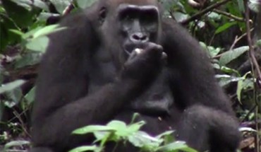 During the fruiting season, western lowland gorillas consistently opened African walnuts using their teeth. Image credit: van Casteren et al, doi: 10.1002/ajpa.23911.