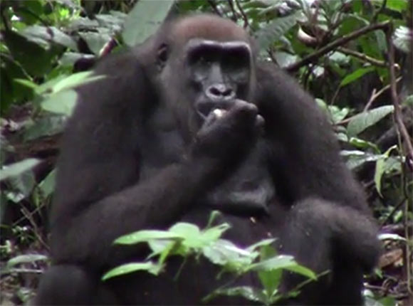 During the fruiting season, western lowland gorillas consistently opened African walnuts using their teeth. Image credit: van Casteren et al, doi: 10.1002/ajpa.23911.