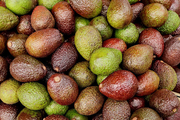 The avocado (Persea americana) is a fruit crop of immense importance to Mexican agriculture with an increasing demand worldwide. Image credit: Thomas Wilken.