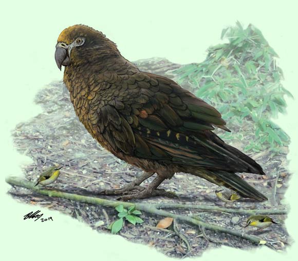 Reconstruction of Heracles inexpectatus, dwarfing a bevy of 3.1-inch (8 cm) high Kuiornis -- small New Zealand wrens scuttling about on the forest floor. Image credit: Brian Choo, Flinders University.