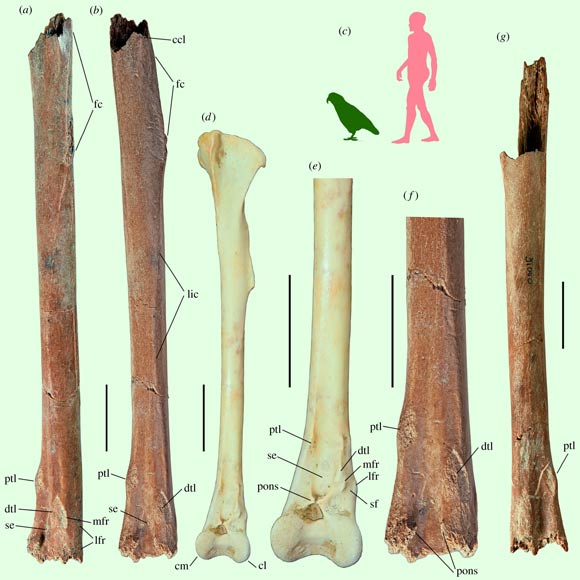 Heracles inexpectatus tibiotarsi: holotype (a, b, f) and paratype (g), compared to (d, e) left tibiotarsus of Strigops habroptila, in craniolateral (a) and cranial (b-g) views; (c) silhouettes of a human and Heracles inexpectatus for scale. Scale bars - 2 cm. Abbreviations: ccl - crista cnemialis lateralis, cl - condylus lateralis, cm - condylus medialis, dtl - distal insertion scar for transverse ligament, fc - fibular crest, lfr - lateral scar for fibular retinaculum, lic - linea intermuscularis cranialis, mfr - mediocranial scar for fibular retinaculum, pons - pons supratendineus, ptl - proximal insertion scar for transverse ligament, se - sulcus extensorius, sf - sulcus m. fibularis, trf - tuberculum retinaculi m. fibularis. Image credit: PhyloPic / T.M. Keesey / Worthy et al, doi: 10.1098/rsbl.2019.0467.