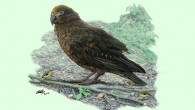 Reconstruction of Heracles inexpectatus, dwarfing a bevy of 3.1-inch (8 cm) high Kuiornis -- small New Zealand wrens scuttling about on the forest floor. Image credit: Brian Choo, Flinders University.
