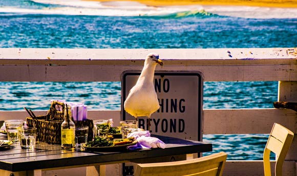 Goumas et al found that human gaze direction significantly affected gulls’ latency to approach the food: gulls took less time to approach when a human was facing away versus looking directly at them. Image credit: Circe Denyer.