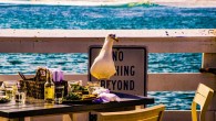 Goumas et al found that human gaze direction significantly affected gulls’ latency to approach the food: gulls took less time to approach when a human was facing away versus looking directly at them. Image credit: Circe Denyer.