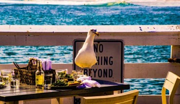 Goumas et al found that human gaze direction significantly affected gulls’ latency to approach the food: gulls took less time to approach when a human was facing away versus looking directly at them. Image credit: Circe Denyer.
