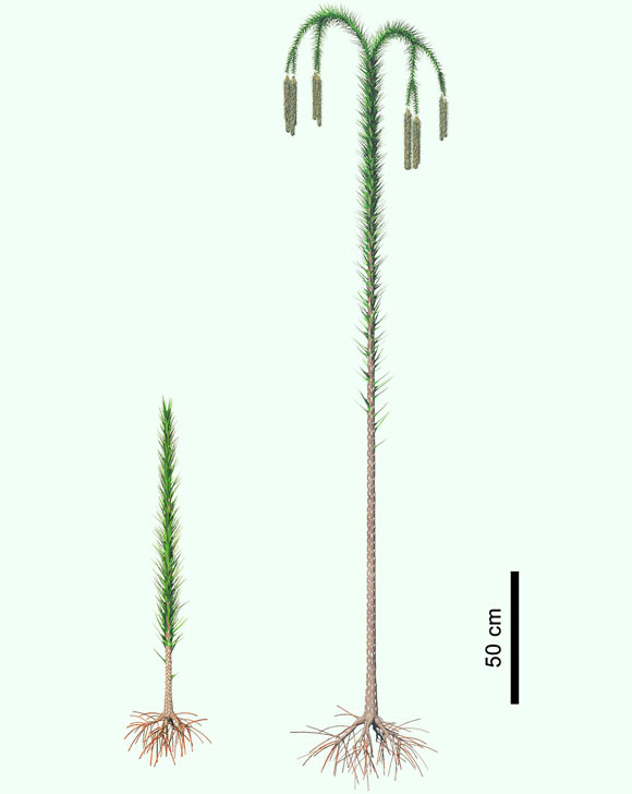 Reconstruction of Guangdedendron. Image credit: Wang et al, doi: 10.1016/j.cub.2019.06.053.