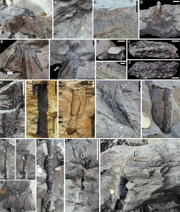 Rooting systems and erect stems of Guangdedendron. Scale bars - 1 cm (I and J), 2 cm (D, F-H, K-N, and coin diameter), and 5 cm (C and T). Image credit: Wang et al, doi: 10.1016/j.cub.2019.06.053.