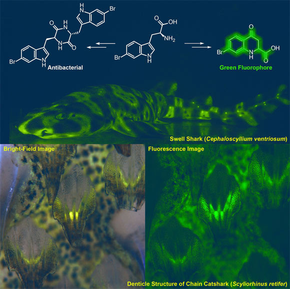 Green biofluorescence in swell sharks (Cephaloscyllium ventriosum) and chain catsharks (Scyliorhinus retifer). Image credit: Park et al, doi: 10.1016/j.isci.2019.07.019.