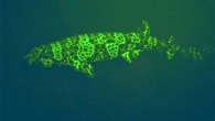 Green biofluorescence in swell sharks (Cephaloscyllium ventriosum). Image credit: Park et al, doi: 10.1016/j.isci.2019.07.019.