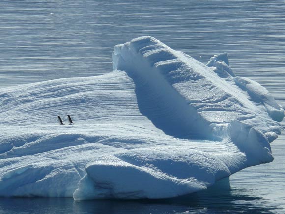 A pair of extant penguins. Image credit: Martin Fuchs.
