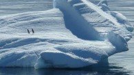A pair of extant penguins. Image credit: Martin Fuchs.