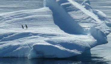 A pair of extant penguins. Image credit: Martin Fuchs.