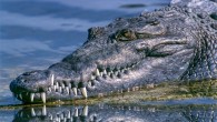 Sellers et al found regardless of tooth position, age, or diet, crocodiles do not have thick tooth enamel. Image credit: Pexels.