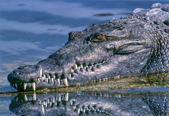 Sellers et al found regardless of tooth position, age, or diet, crocodiles do not have thick tooth enamel. Image credit: Pexels.