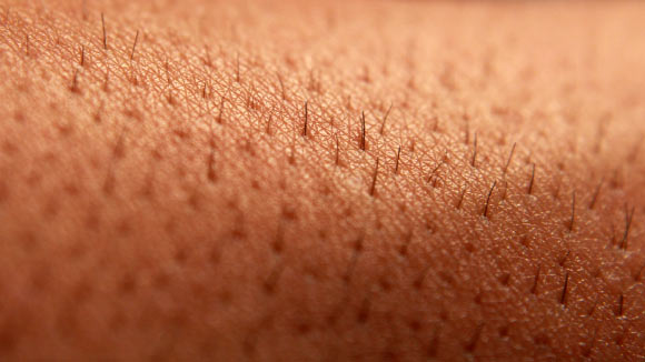 Abdo et al discovered a meshlike organ covering the skin that senses dangerous environmental stimuli. Image credit: Tarkan K.
