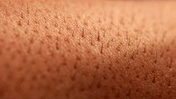 Abdo et al discovered a meshlike organ covering the skin that senses dangerous environmental stimuli. Image credit: Tarkan K.