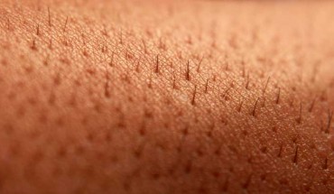 Abdo et al discovered a meshlike organ covering the skin that senses dangerous environmental stimuli. Image credit: Tarkan K.