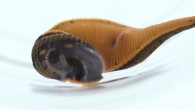 Macrobdella mimicus. Image credit: Ian Cook.