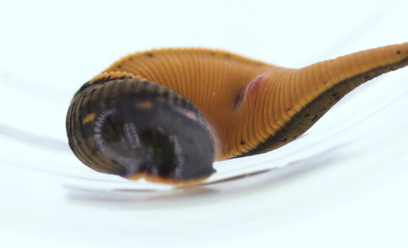 Macrobdella mimicus. Image credit: Ian Cook.