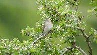 The garden warbler (Sylvia borin) is a nocturnal, long-distance migrant that performs long migratory flights over the Sahara Desert and the Mediterranean Sea to reach its breeding grounds in Northern Europe. Image credit: Victor Scharnhorst / CC BY-SA 4.0.
