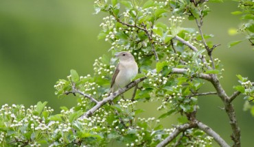 The garden warbler (Sylvia borin) is a nocturnal, long-distance migrant that performs long migratory flights over the Sahara Desert and the Mediterranean Sea to reach its breeding grounds in Northern Europe. Image credit: Victor Scharnhorst / CC BY-SA 4.0.