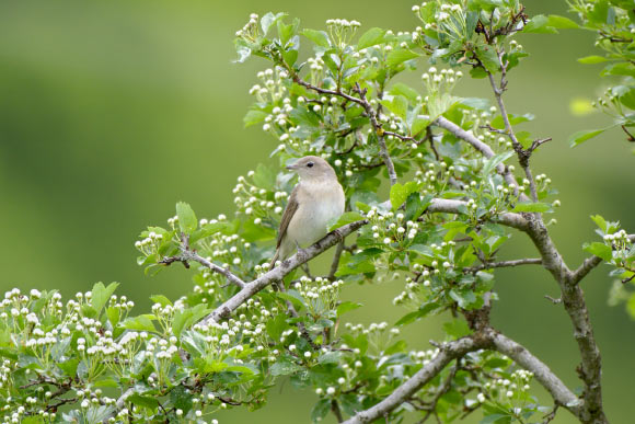 The garden warbler (Sylvia borin) is a nocturnal, long-distance migrant that performs long migratory flights over the Sahara Desert and the Mediterranean Sea to reach its breeding grounds in Northern Europe. Image credit: Victor Scharnhorst / CC BY-SA 4.0.